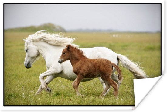 Poster Paarden - Dieren - Gras - 60x40 cm