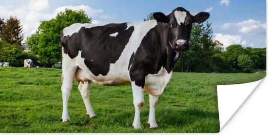 Affiche Vache - Zwart et Wit - Nederland - 150x75 cm