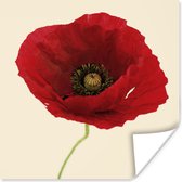 Affiche Gros plan d'un coquelicot rouge - 100x100 cm XXL