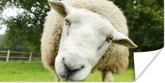 Affiche Mouton - Drôle - Pâturage - 120x60 cm