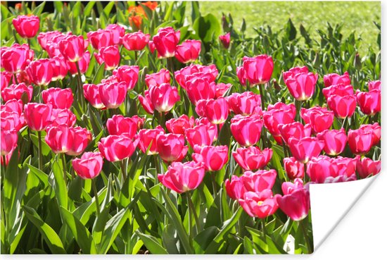 Poster Roze tulpen in het Nederlandse Lisse - 60x40 cm