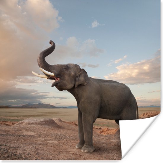Poster Trompetterende olifant in de woestijn - 75x75 cm