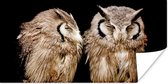 Poster Uil - Vogel - Zwart - 150x75 cm