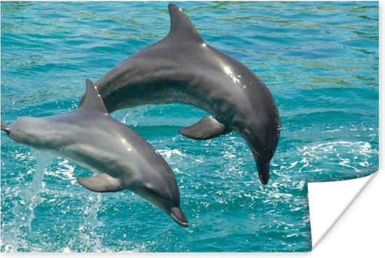 Poster Deux Grands Dauphins au-dessus de l'eau claire 120x80 cm - Tirage photo sur Poster (décoration murale salon / chambre) / Poster Animaux sauvages