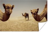 Poster Kamelen in Doha Gatar - 180x120 cm XXL