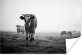 Vaches dans la brume matinale Poster photo noir et blanc 60x40 cm - Tirage photo sur affiche (décoration murale)