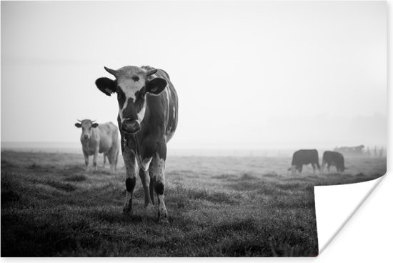Koeien in de ochtendmist zwart-wit foto Poster 60x40 cm - Foto print op Poster (wanddecoratie)