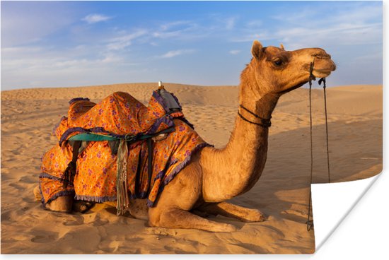 Poster Dromedaris kameel in zandduinen - 180x120 cm XXL