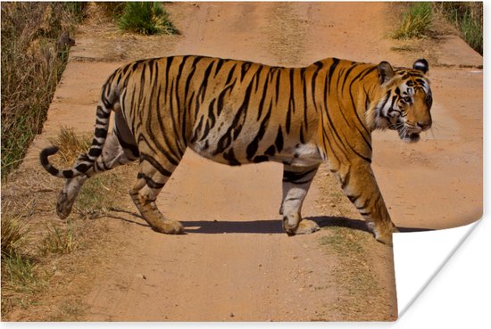Bengaalse tijger steekt over Poster 120x80 cm - Foto print op Poster (wanddecoratie woonkamer / slaapkamer) / Wilde dieren Poster