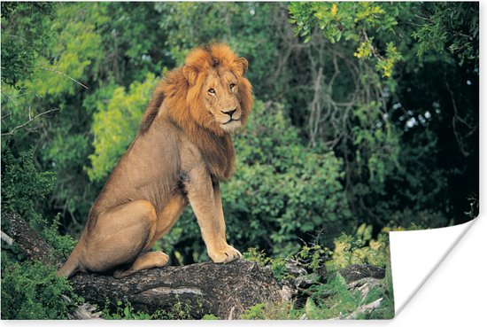 Leeuw zit op een tak midden in de natuur Poster 120x80 cm - Foto print op Poster (wanddecoratie woonkamer / slaapkamer) / Wilde dieren Poster