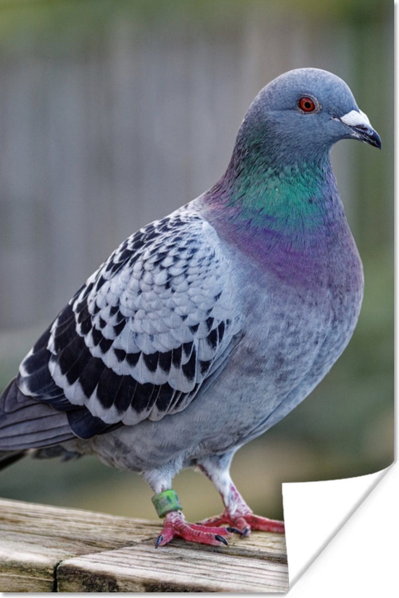 Poster Duif - Vogel - Paars - Veren - 40x60 cm
