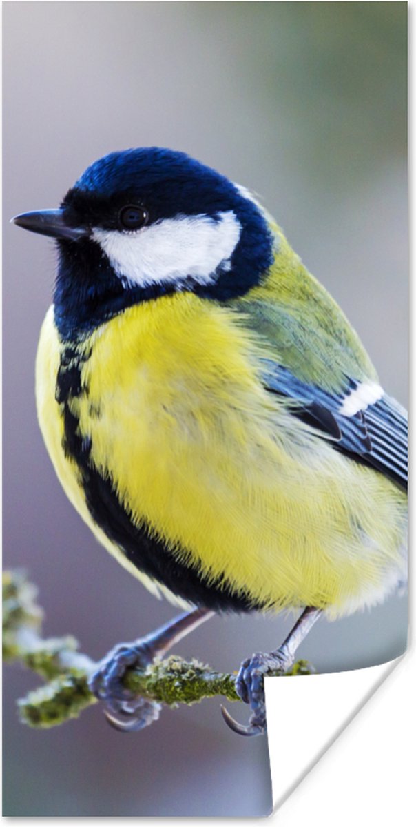 Poster Koolmees - Vogel - Tak - 60x120 cm