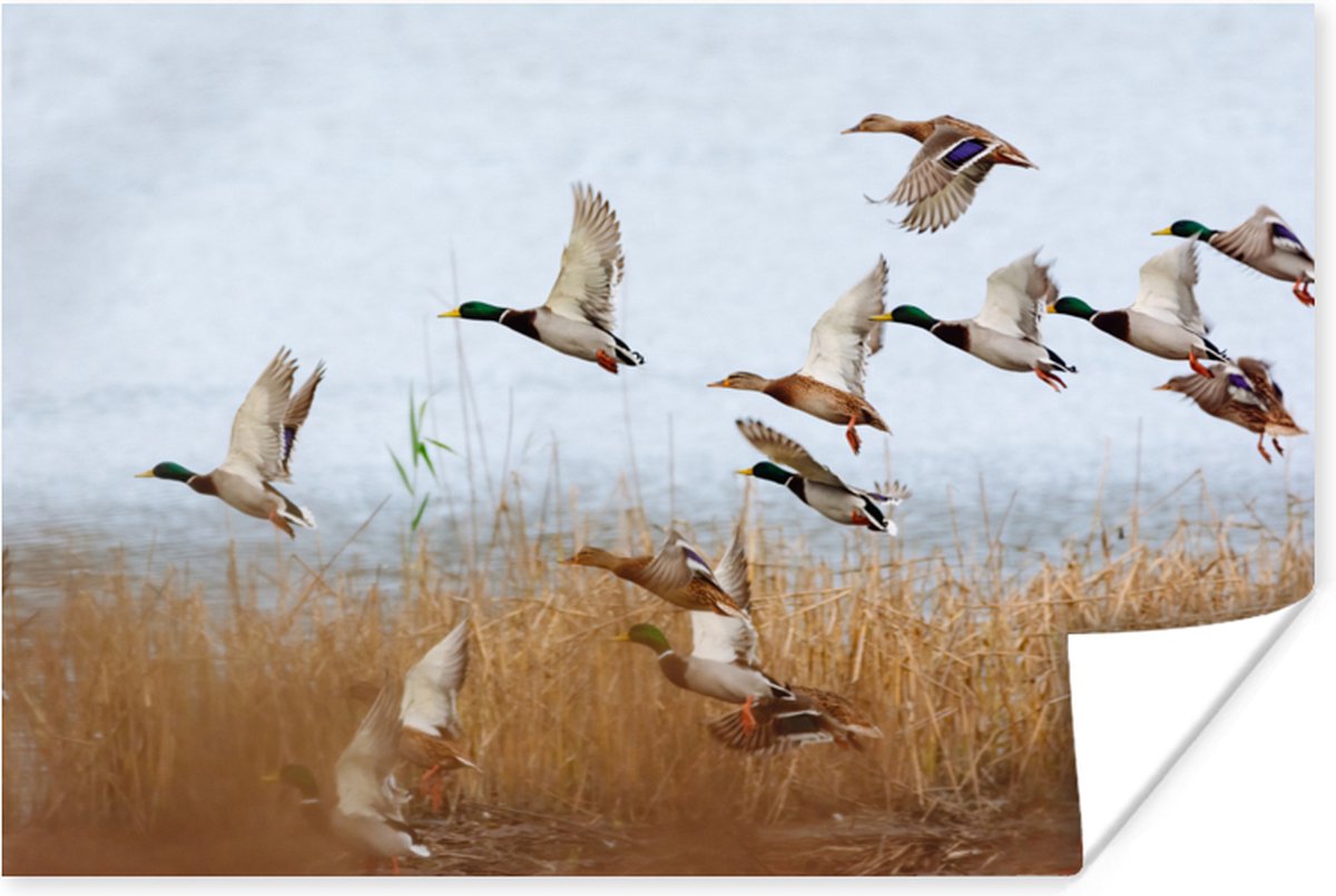 Poster Eend - Vogel - Riet - Water - Eenden - 60x40 cm