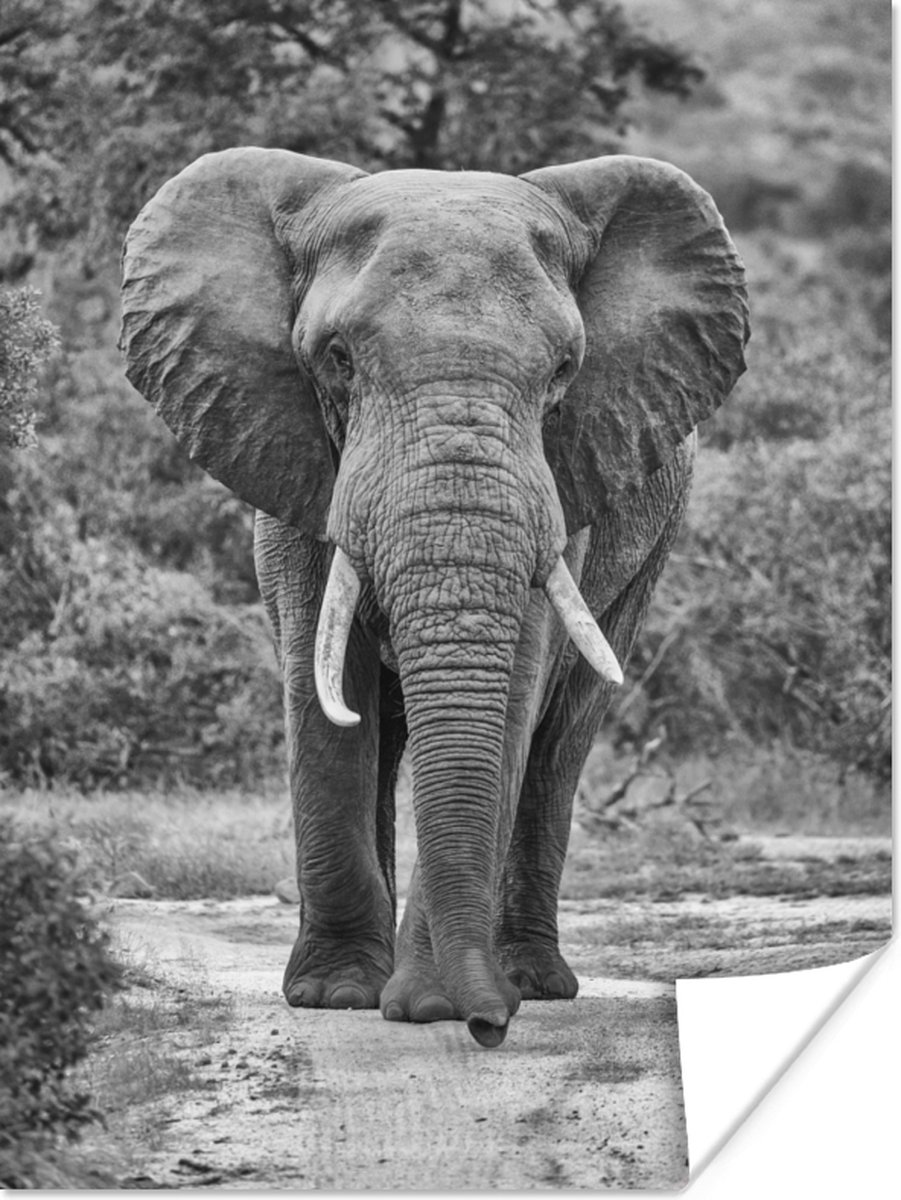 Poster 60x80 cm - Olifant zwart-wit gecentreerd - Posters - Kamer decoratie - Wanddecorati