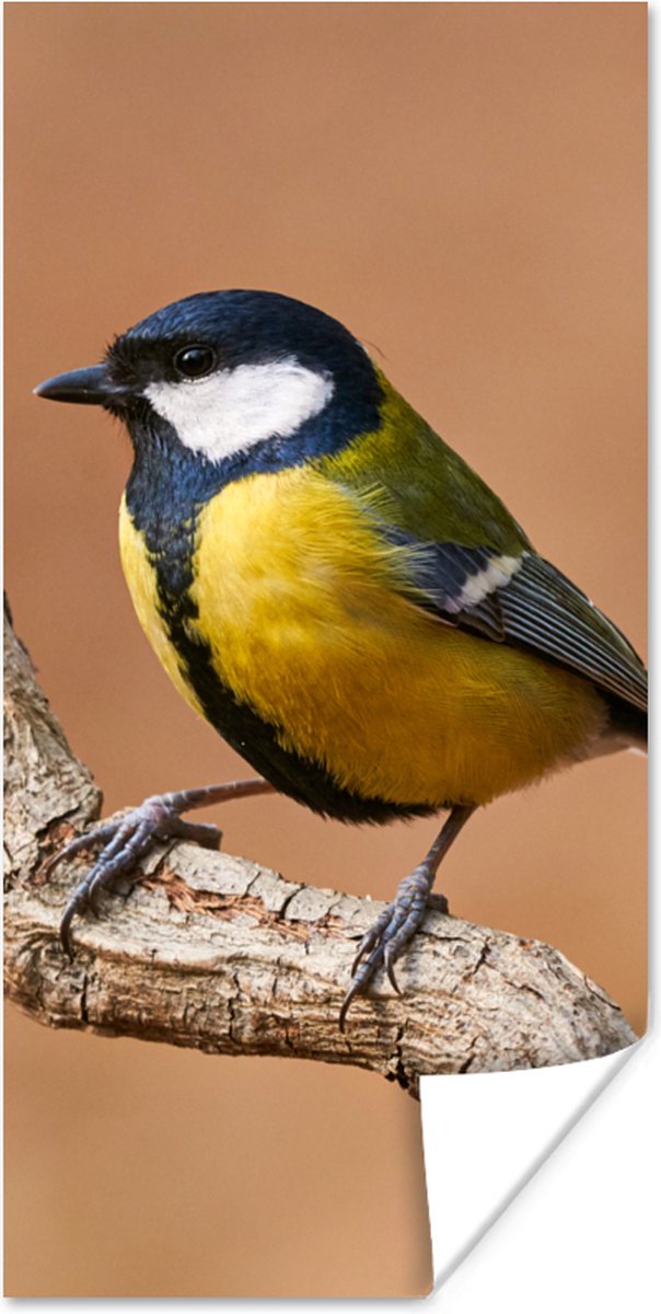 Poster Vogel - Koolmees - Takken - 40x80 cm