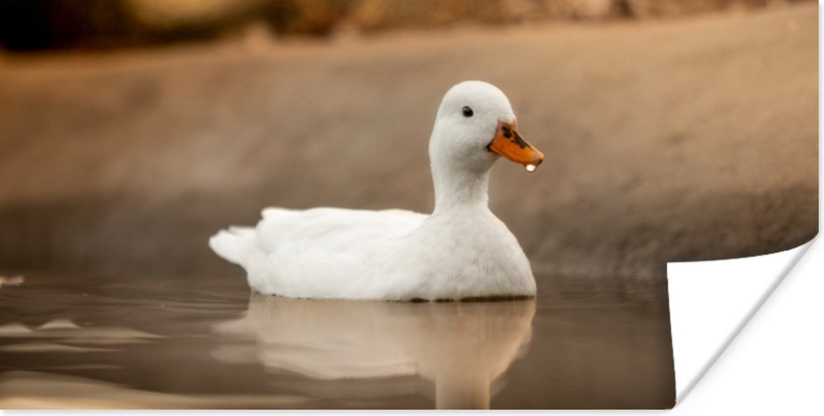 Poster Eend - Vogel - Water - Wit - 40x20 cm