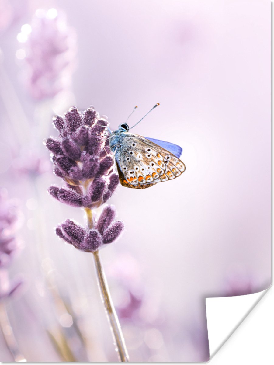 Poster Lavendel - Vlinder - Close-up - Paars - 60x80 cm
