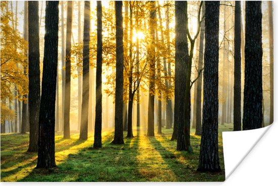 Poster Bos - Zon - Bomen - Gras - Landschap - Natuur - 90x60 cm