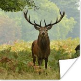 Poster Edelhert - Natuur - Groen - 50x50 cm