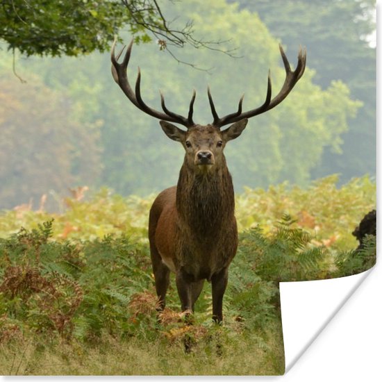 Poster Edelhert - Natuur - Groen - 50x50 cm