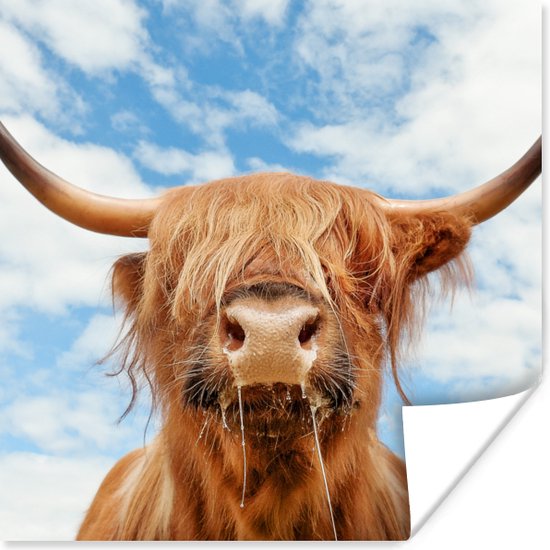 Affiche Highlander écossais - Nuage - Animaux - 50x50 cm