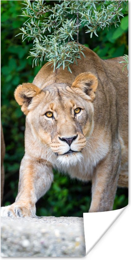 Foto: Poster leeuwinnen wilde dieren jacht 75x150 cm