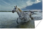 Poster Paard - Wit - Water - 30x20 cm