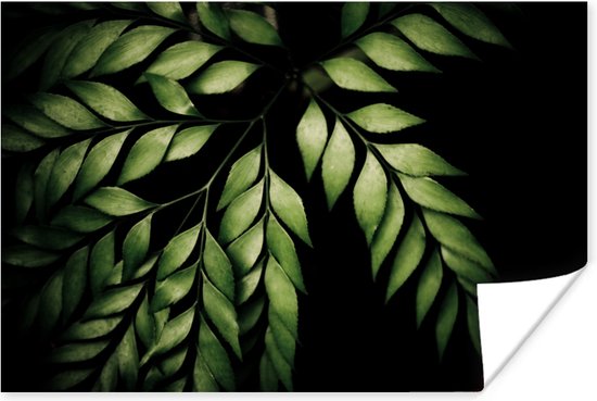 Poster Les branches d'une fougère sur fond noir 120x80 cm - Tirage photo sur Poster (décoration murale salon / chambre)