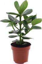 Groene plant – Clusia (Clusia Rosea Princess) – Hoogte: 30 cm – van Botanicly