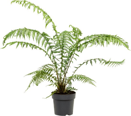 Dicksonia – Antarctica – Hoogte: 100 cm