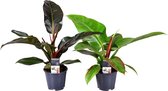 Groene plant – Philodendron (Philodendron) – Hoogte: 45 cm – van Botanicly