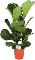 Groene plant – Vioolplant (Ficus Lyrata) – Hoogte: 110 cm – van Botanicly