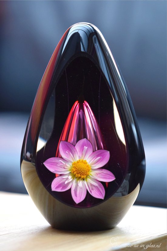 Druppelvormige glazen urn met een roze dahlia en een geel hart, gevat in een donkerpaarse glazen behuizing.