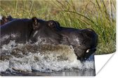 Nijlpaard richting het droge Poster 180x120 cm - Foto print op Poster (wanddecoratie woonkamer / slaapkamer) / Wilde dieren Poster XXL / Groot formaat!