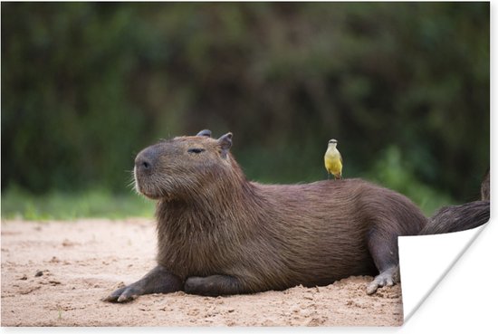 Poster capibara bij rivieroever