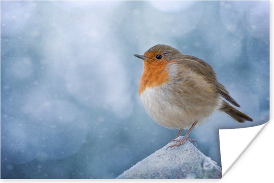 Roodborstje in de winter Poster 120x80 cm - Foto print op Poster (wanddecoratie woonkamer / slaapkamer) / Vogels Poster