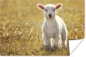 Poster Un jeune agneau 180x120 cm - Tirage photo sur Poster (décoration murale salon / chambre) / Poster Animaux XXL / Groot format!