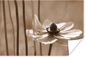 Bloem van anemoon sepia  Poster 90x60 cm - Foto print op Poster (wanddecoratie)