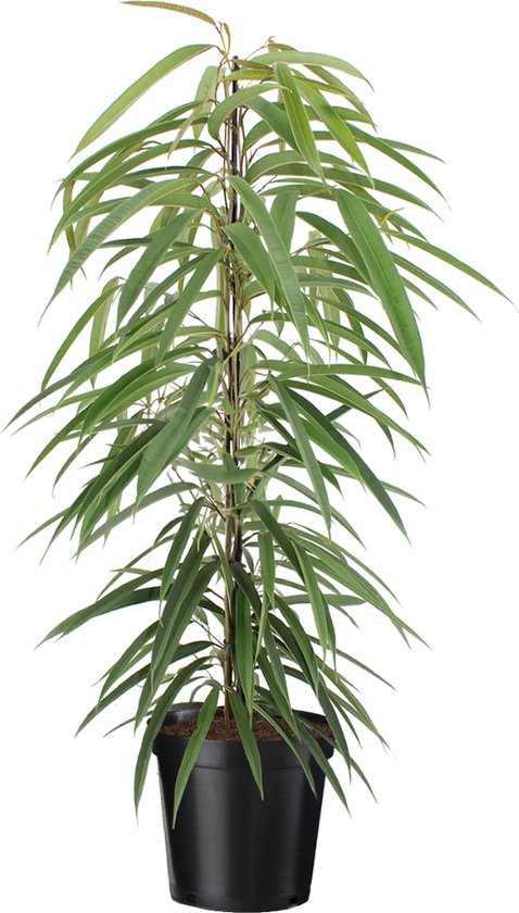 Plant in a Box - Ficus Binnendijckii Alii - Echte Kamerplant Groot - Vioolplant - Pot 21cm - Hoogte 100-110cm