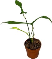 Groene plant – Philodendron (Philodendron Joepii) – Hoogte: 30 cm – van Botanicly