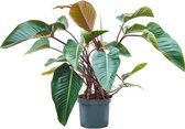 Groene plant – Philodendron (Philodendron Red Beauty) – Hoogte: 100 cm – van Botanicly