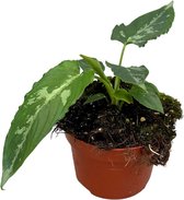 Groene plant – Schismatoglottis Pusilla (Schismatoglottis Pusilla) – Hoogte: 15 cm – van Botanicly