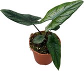 Alocasia – Olifantsoor (Alocasia Scalprum) – Hoogte: 30 cm – van Botanicly