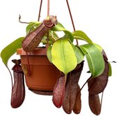 Vleesetende plant – Monkey Jars Nepenthes Rob (Monkey Jars Nepenthes Rob) – Hoogte: 47 cm – van Botanicly