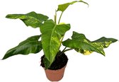 Groene plant – Philodendron (Philodendron Domesticum Variegata) – Hoogte: 50 cm – van Botanicly