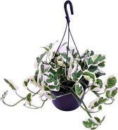 Groene plant – Epipremnum (Scindapsus Epipremnum N’Joy) – Hoogte: 35 cm – van Botanicly