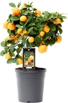 Fruitboom – Sinaasappelboom (Citrus Calamondin) – Hoogte: 40 cm – van Botanicly