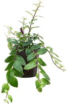 Hangplant – Schaamrood (Aeschynanthus Lobbianus) – Hoogte: 25 cm – van Botanicly