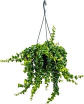 Hangplant – Schaamrood (Aeschynanthus Rasta) – Hoogte: 40 cm – van Botanicly