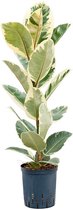 Groene plant – Rubberboom (Ficus Elastica Tineke) – Hoogte: 70 cm – van Botanicly